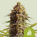 Wedding Cake Autoflower (Royal Queen Seeds) Feminiserede