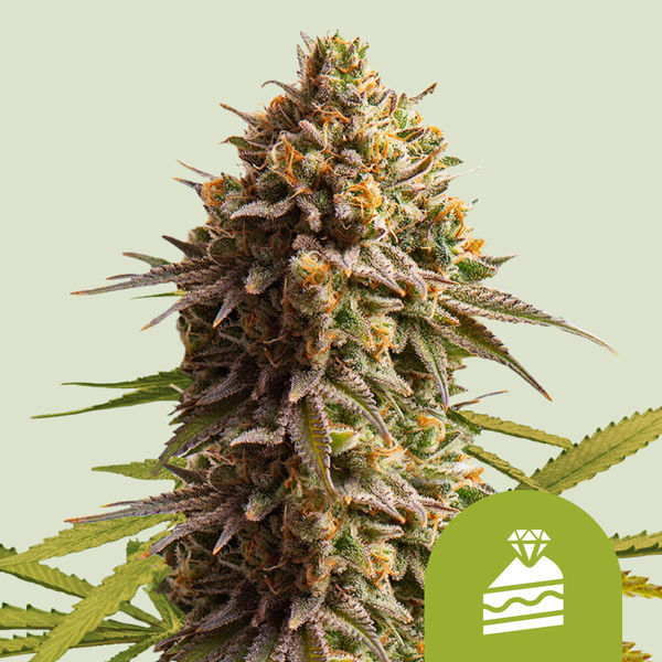 Wedding Cake Autoflower (Royal Queen Seeds) Feminiserede
