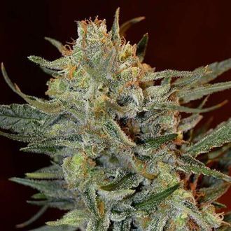 Amnesia Lemon Kush (Garden of Green) Feminiserede