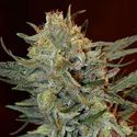 Amnesia Lemon Kush (Garden of Green) Feminiserede