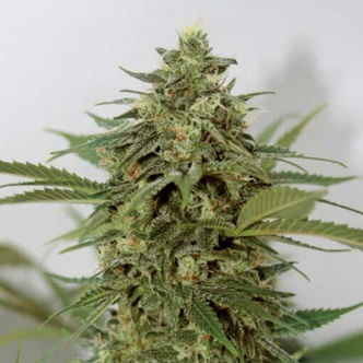 Amnesia Lemon Pie (Garden of Green) feminiserede cannabisfr&oslash;