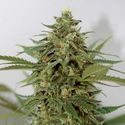 Amnesia Lemon Pie (Garden of Green) Feminiserede