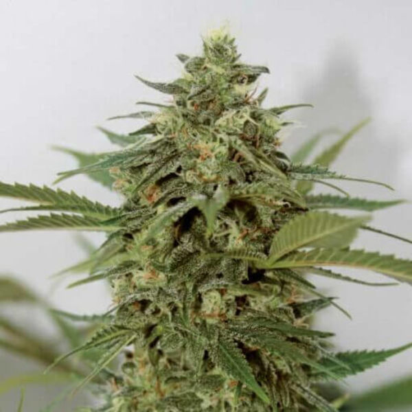 Amnesia Lemon Pie (Garden of Green) Feminiserede