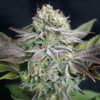 Blue Dream (Garden of Green) Feminiserede