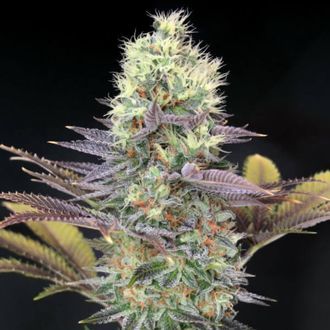 Cali Bay Dream (Garden of Green) Feminiserede