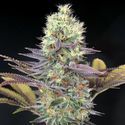 Cali Bay Dream (Garden of Green) Feminiserede