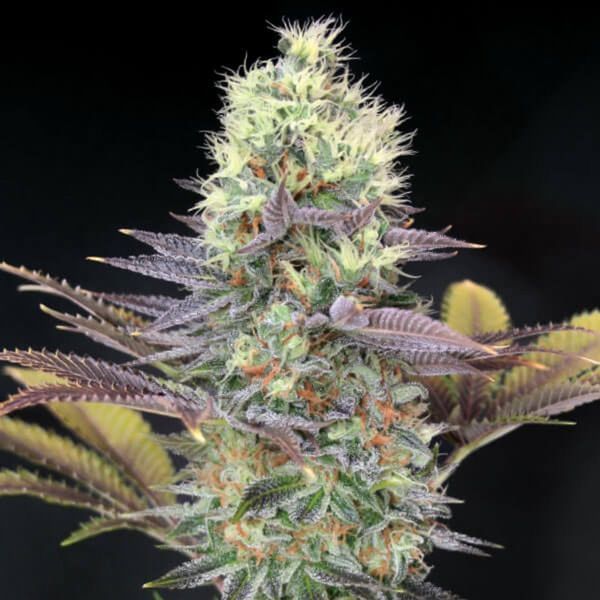 Cali Bay Dream (Garden of Green) Feminiserede