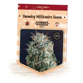 Chemdog Millionaire Guava (Garden of Green) feminiserede cannabisfr&oslash;