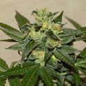 Citrus Paridisi (Garden of Green) Feminiserede