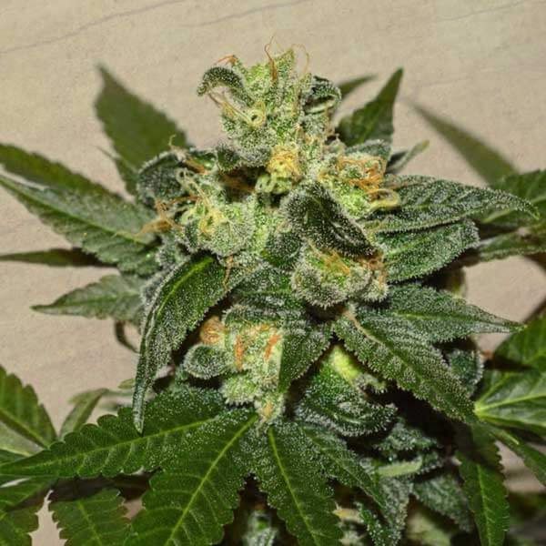 Citrus Paridisi (Garden of Green) Feminiserede