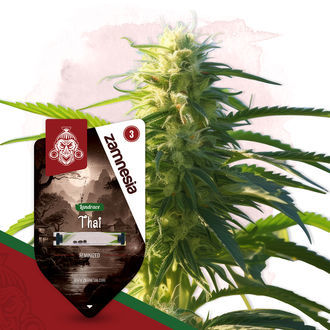 Thai (Zamnesia Seeds) Feminiserede