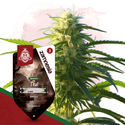 Thai (Zamnesia Seeds) Feminiserede