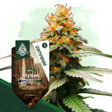 Afghani (Zamnesia Seeds) Feminiserede