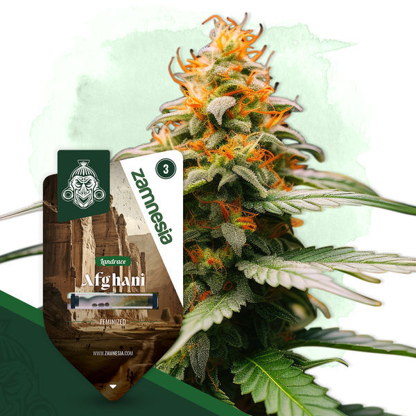 Afghani (Zamnesia Seeds) Feminiserede