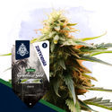 Colombian Gold (Zamnesia Seeds) Feminiserede