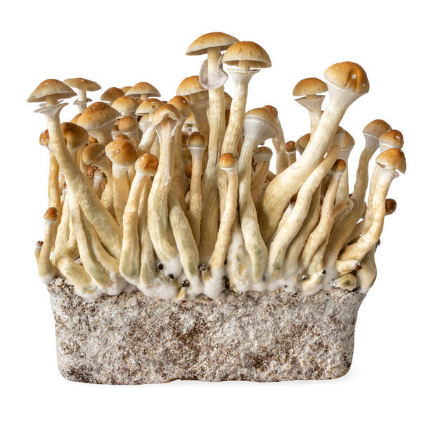 B+ væskekultursprøjte (Acid Shroomz)