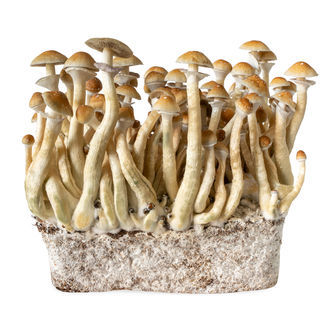 B+ væskekultursprøjte (Acid Shroomz)