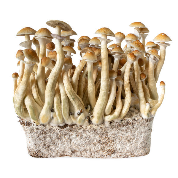 B+ væskekultursprøjte (Acid Shroomz)