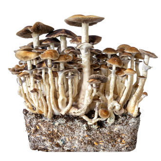 Hawaii væskekulturssprøjte (Acid Shroomz)