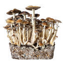 Hawaii væskekulturssprøjte (Acid Shroomz)