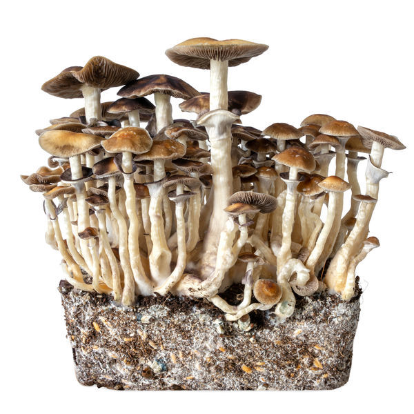 Hawaii væskekulturssprøjte (Acid Shroomz)
