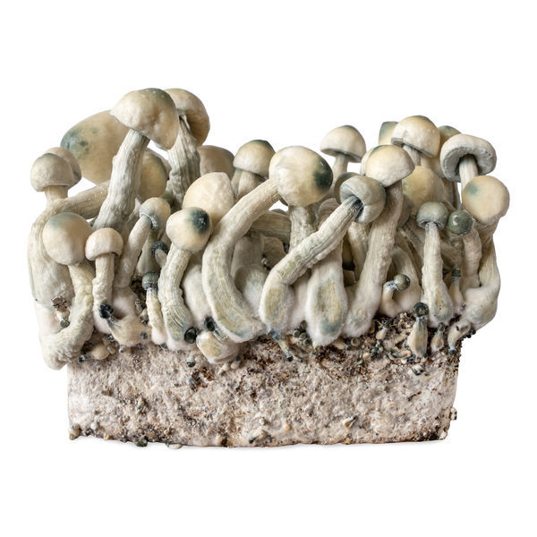 Melmac Monster væskekulturssprøjte (Acid Shroomz)