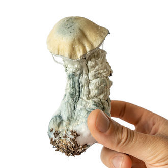 Melmac Monster væskekulturssprøjte (Acid Shroomz)