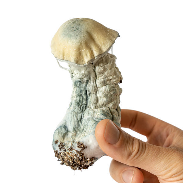 Melmac Monster væskekulturssprøjte (Acid Shroomz)