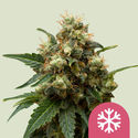 ICE (Royal Queen Seeds) Feminiserede