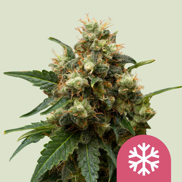 ICE (Royal Queen Seeds) Feminiserede