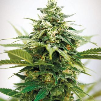 Critical XXL (Garden of Green) feminiserede