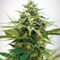 Critical XXL (Garden of Green) Feminiserede