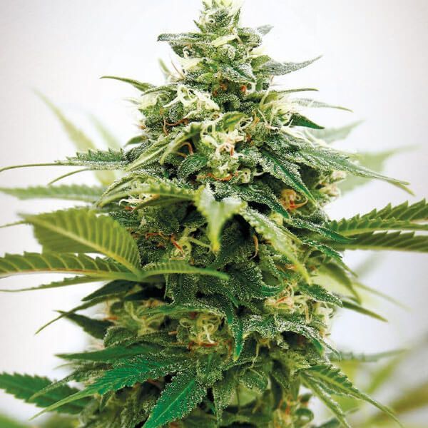 Critical XXL (Garden of Green) Feminiserede