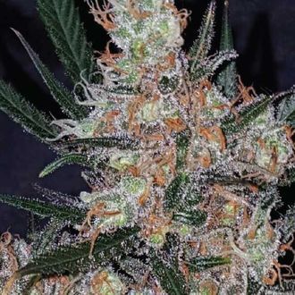 Diesel Berry Cough (Garden of Green) Feminiserede