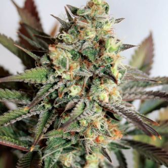 Girl Scout Cookies (Garden of Green) feminiserede cannabisfr&oslash;
