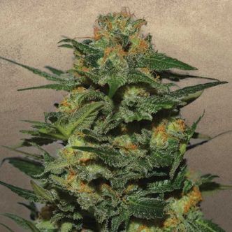 Green Crack (Garden of Green) feminiserede cannabisfr&oslash;