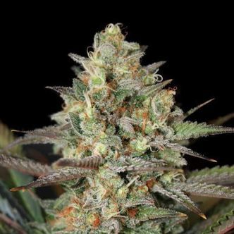 Kush Mass (Garden of Green) feminiserede