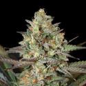 Kush Mass (Garden of Green) Feminiserede