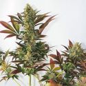Larry's Lemon OG (Garden of Green) Feminiserede