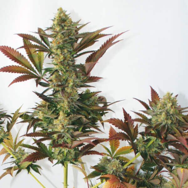Larry's Lemon OG (Garden of Green) Feminiserede