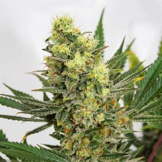 Pineapple Amnesia (Garden of Green) feminiserede cannabisfr&oslash;