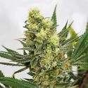 Pineapple Amnesia (Garden of Green) Feminiserede