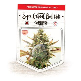 Super Critical Bud CBD (Garden of Green) feminiserede cannabisfr&oslash;