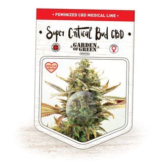 Super Critical Bud CBD (Garden of Green) Feminiserede
