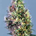 Super Pineapple Haze (Garden of Green) Feminiserede