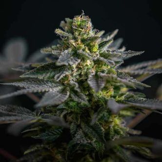 Super Skunk Kush (Garden of Green) feminiserede cannabisfr&oslash;