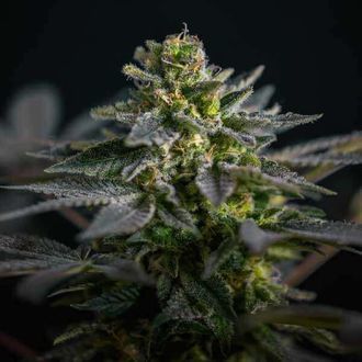 Super Skunk Kush (Garden of Green) Feminiserede