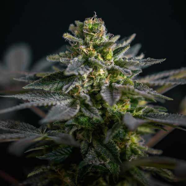 Super Skunk Kush (Garden of Green) Feminiserede