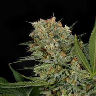 Sweet Russian (Garden of Green) feminiserede