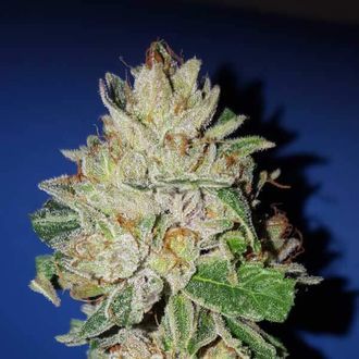 Violet Kush (Garden of Green) Feminiserede